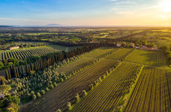 Bolgheri & Castagneto Carducci Experience — A Day of Wine, Beauty, and Tuscan Life