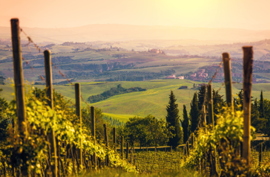 Transfer to Orvieto with a Stop in Chianti Area