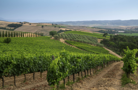 Transfer to Siena with Stops in Montepulciano and Montalcino