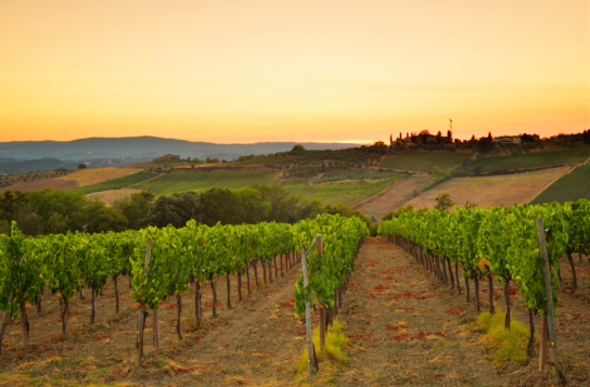 Transfer to Orvieto with Stops in Montepulciano and Siena