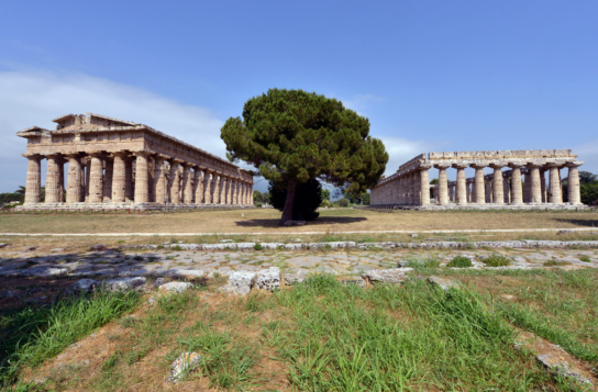 Paestum & Buffalo Mozzarella Farm Experience